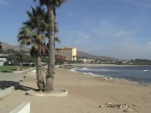 Ventura beach with palm trees